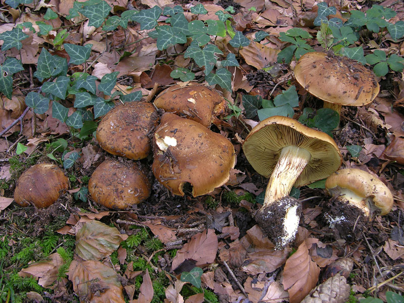 Vediamo se gioca qualcuno....(cfr. Cortinarius elegantior)